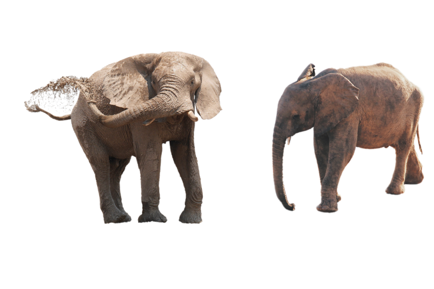 2 Elephant , dangerous mood elephant with illness elephant transparent background png free download