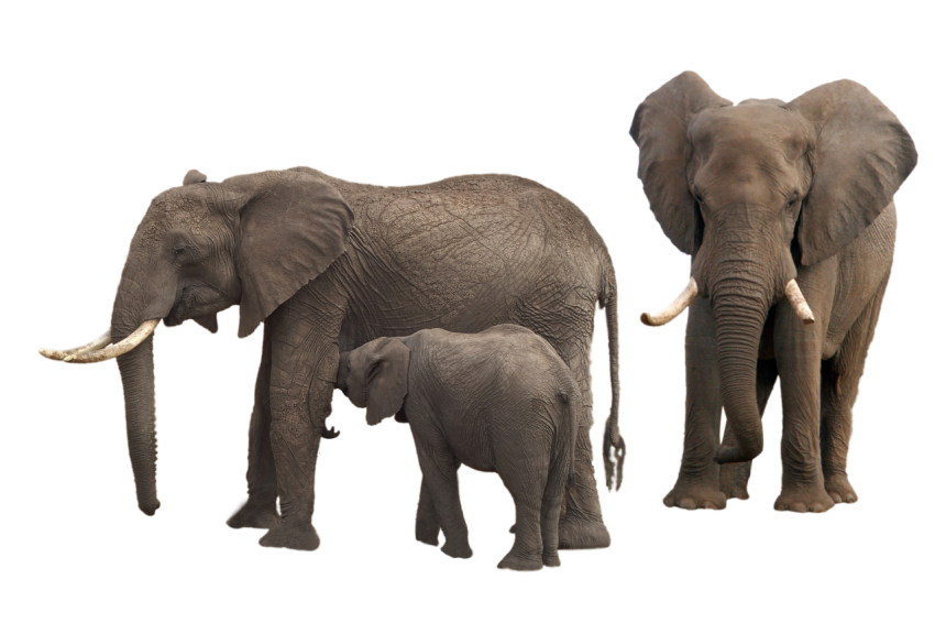 3 Elephant, baby elephant feeding milk with broken teeth elephant png free download