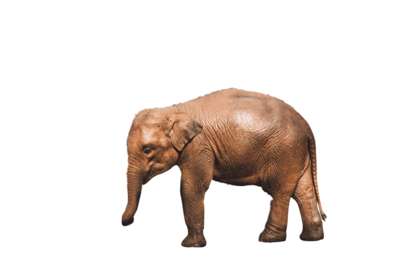 Standing Brown Baby Elephant  transparent background png free download