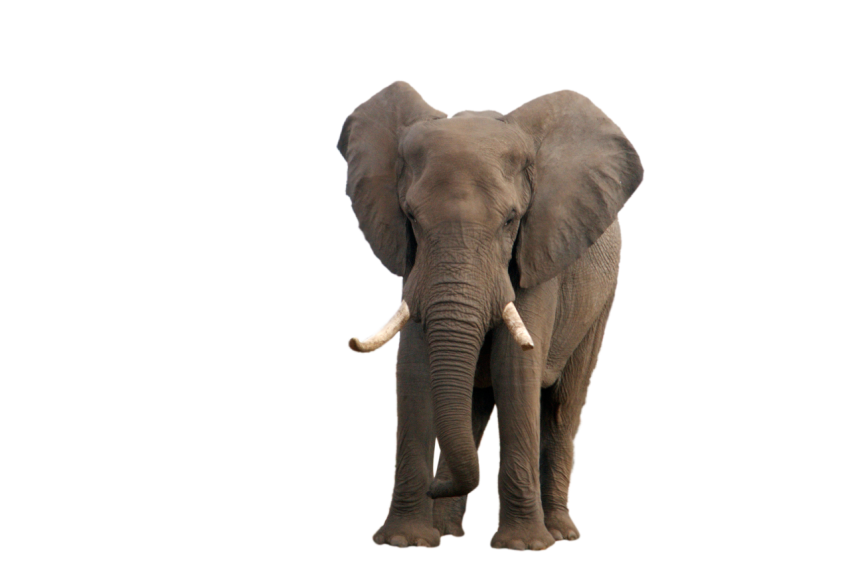 Broken teeth Elephant, standing elephant grey colour png free download transparent background