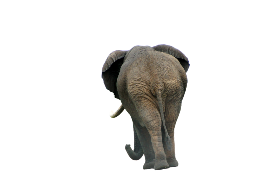 Back side elephant standing pose png free download transparent background