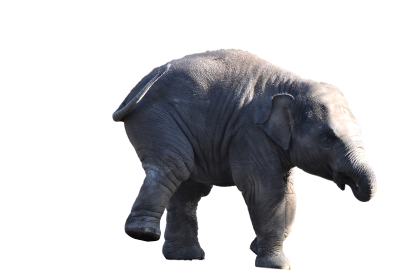 Walking Elephant baby grey colour png free download
