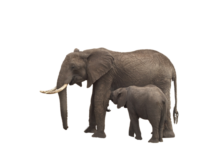African Mother Elephant with his baby feeding milk png free download