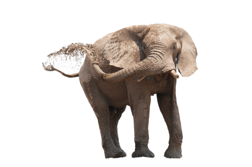 African standing elephant with idle mood png free download transparent background