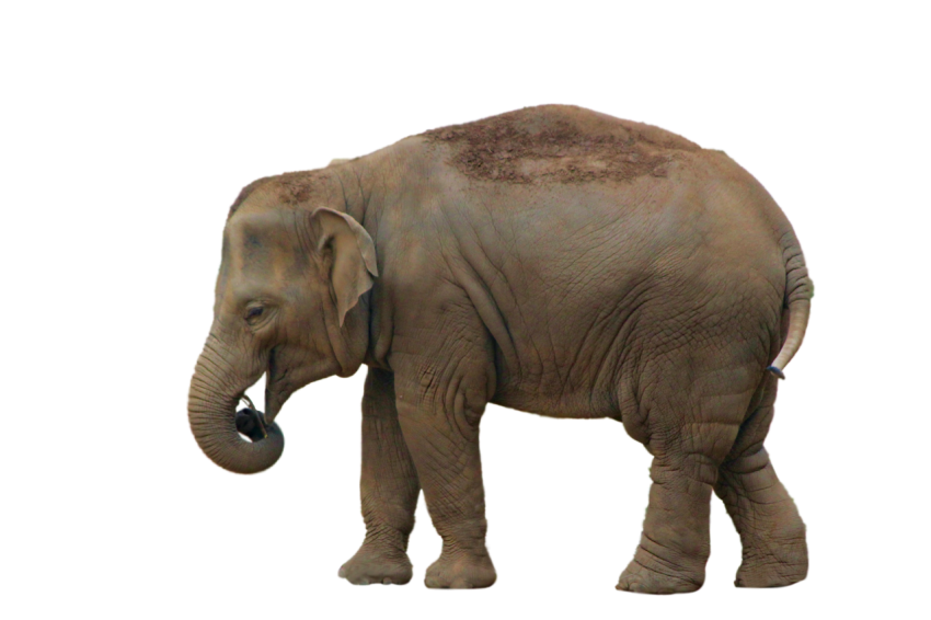 Standing Elephant with skin disease transparent background png free download