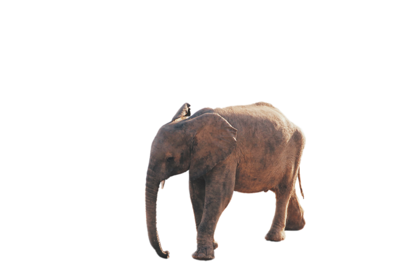 Illness elephant standing pose png free download transparent background