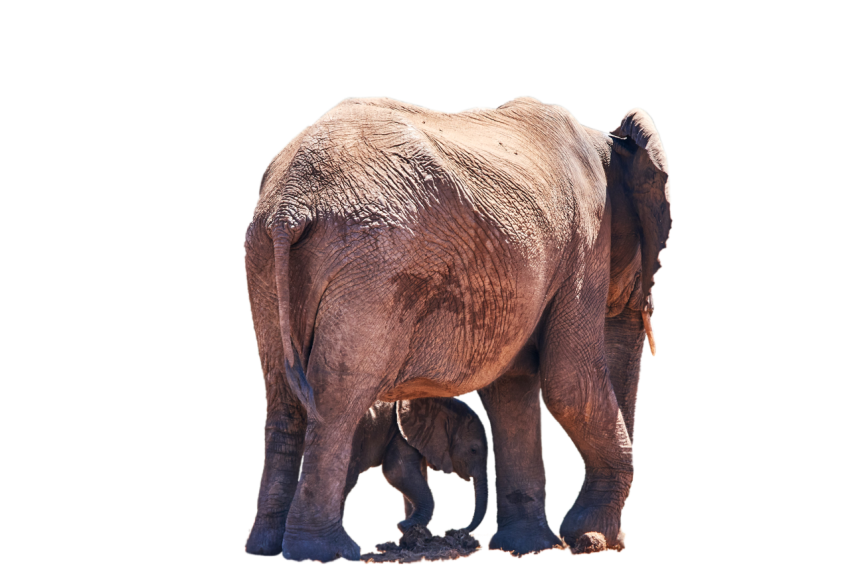 Realistic Standing elephant with his new born baby transparent background png free download