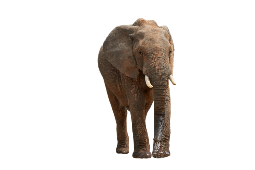 Standing Elephant animal with front face transparent background png free download