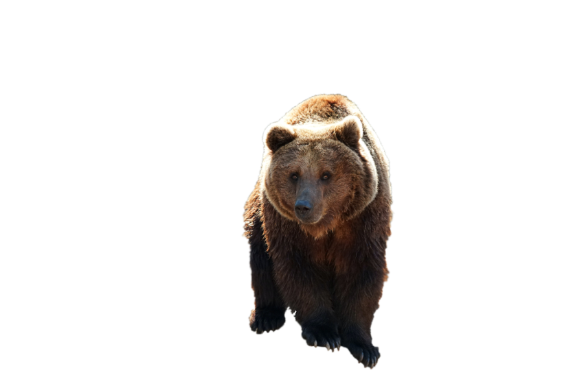 Dark brown bear standing pose png free download transparent background