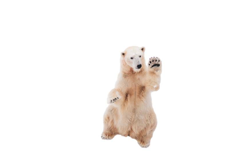 Realistic Polar Bear sitting pose isolated on transparent background png free download