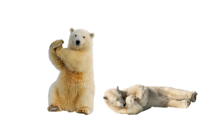 2 Polar Bear dancing on transparent background png free download