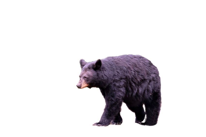 Real Black Bear standing pose isolated on transparent background png free download