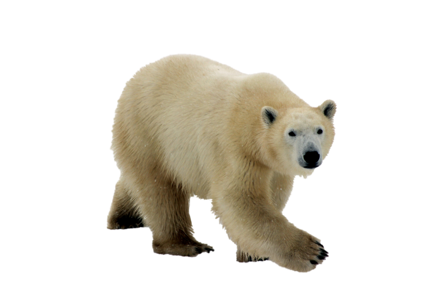 Beautiful Realistic White Polar Bear walking on transparent background illustration isolated png free download