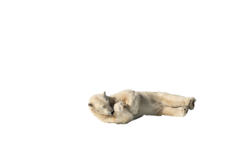 Resting position polar Bear white colour png free download