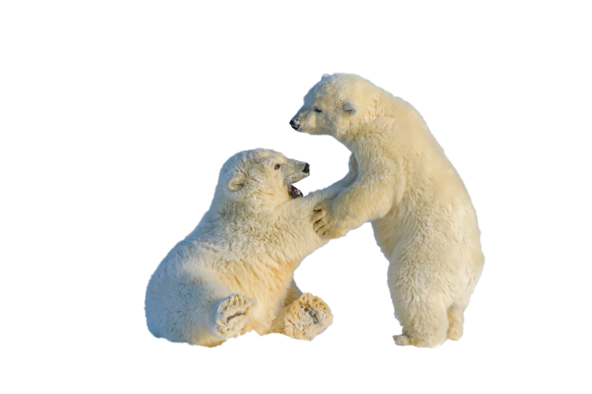 Polar Couple Bear meet together transparent background png free download
