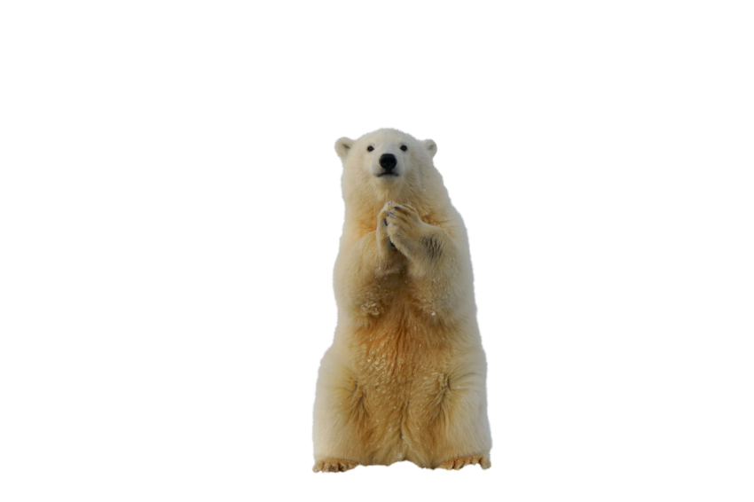 White Polar Bear standing clapping pose transparent background png free download