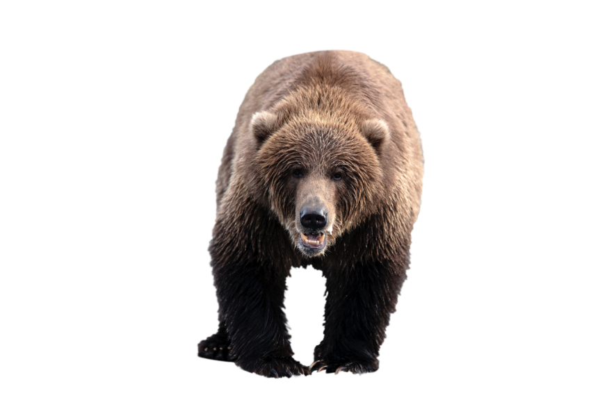 American Real Polar Bear dark brown colour transparent background png free download