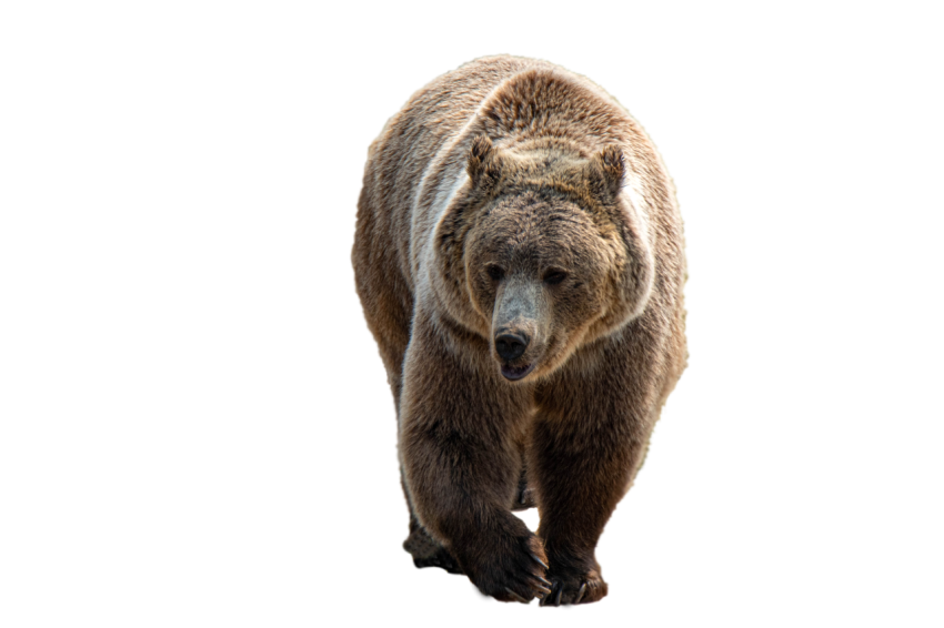 American grizzly Bear walking pose transparent background png free download