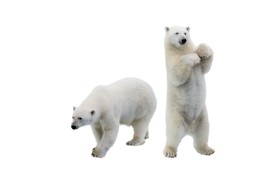 2 White polar Bear , standing pose bear with walking bear transparent background png free download
