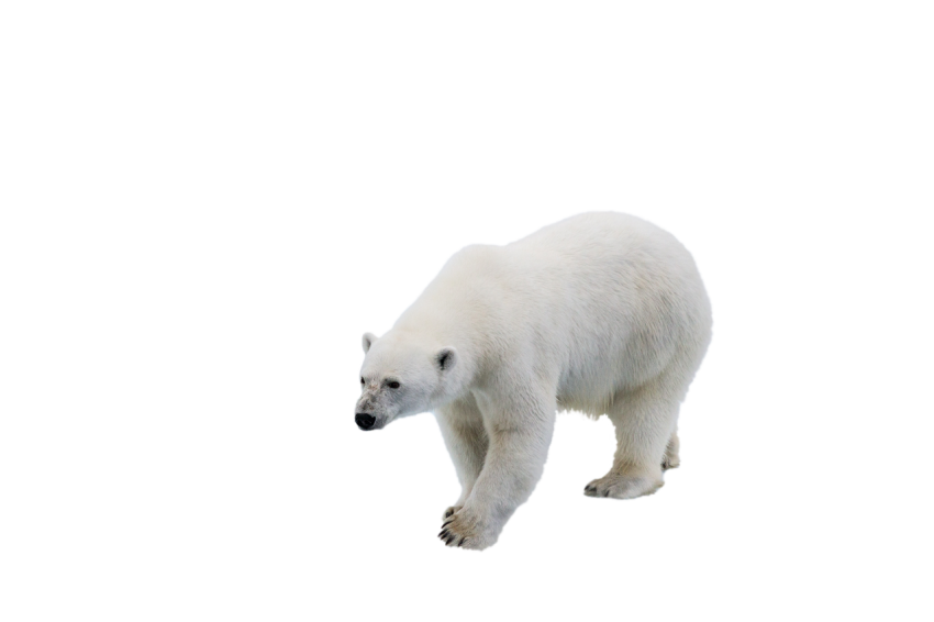 Realistic White Bear walking pose isolated on transparent background png free download