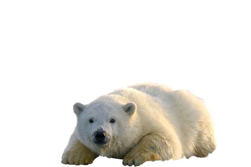 beautiful Polar Bear resting position isolated on transparent background png free download