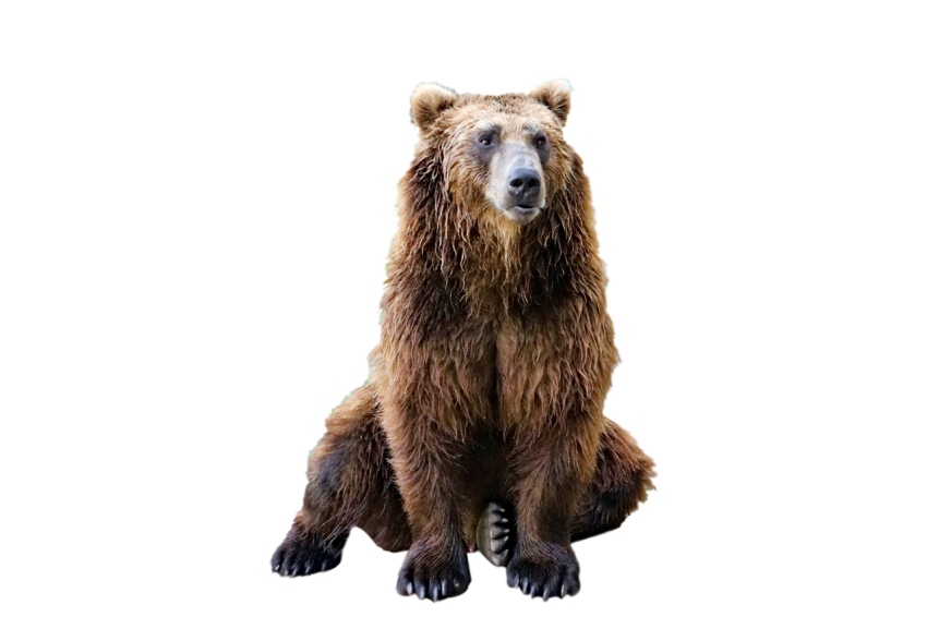 American Grizzly Bear sitting pose dark brown colour png free download transparent background