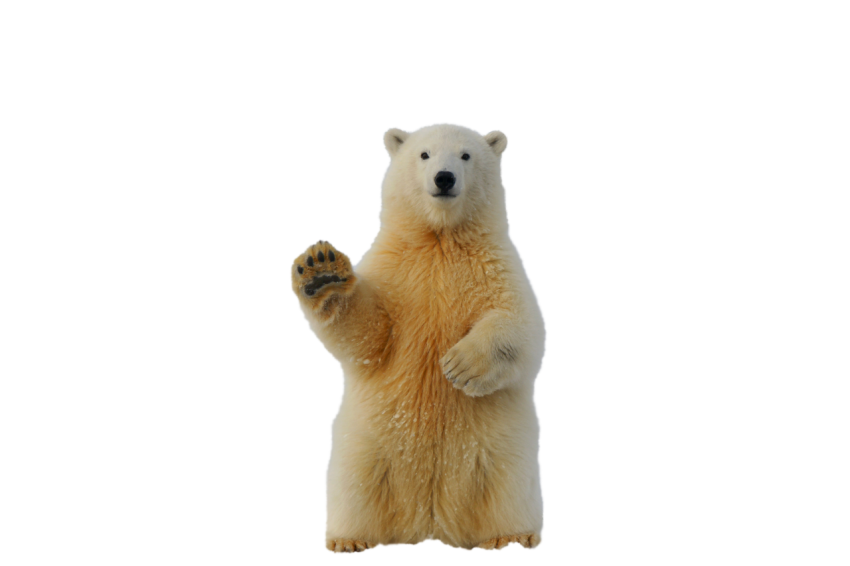 Beautiful Polar bear just say hello isolated on transparent background png free download