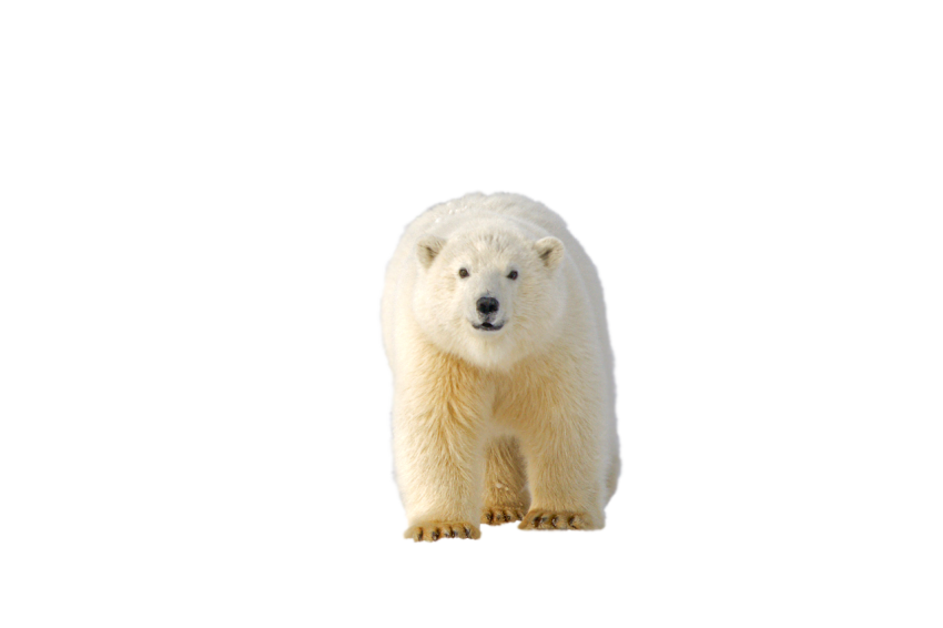 Polar Bear walking pose transparent background png free download
