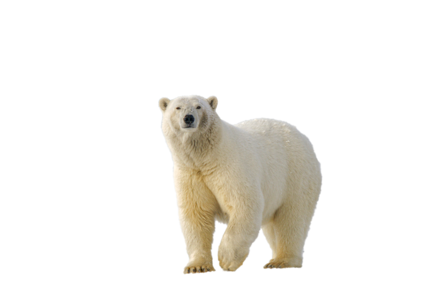 Polar White Bear side pose view transparent background png free download