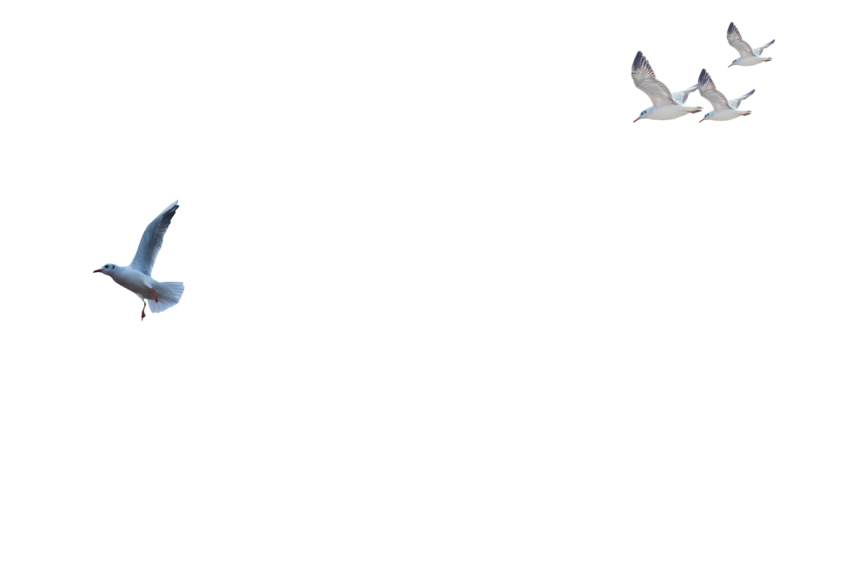 Seagull flock flying on transparent background png free download
