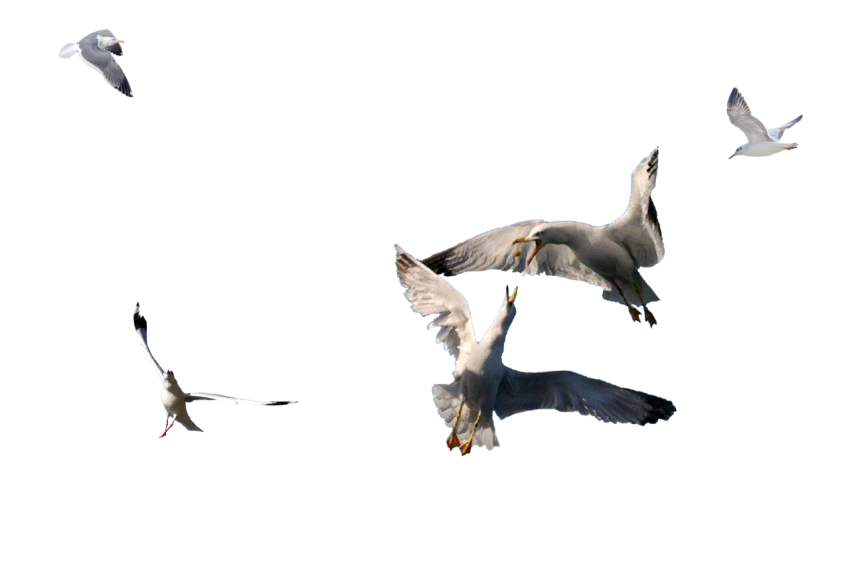 Hungry Flying Seagull catching food to eat transparent background png free download