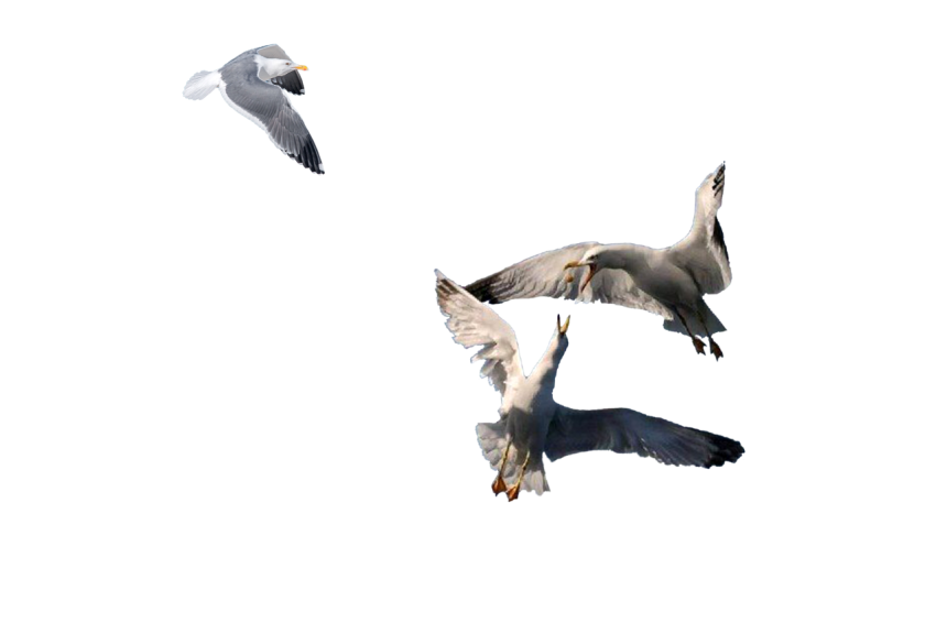 3 Seagull, 1 flying seagull with 2 seagull catching food to eat isolated on transparent background png free download