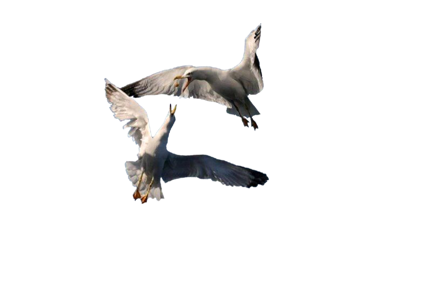 2 flying Hungry Seagull catching food on transparent background png free download
