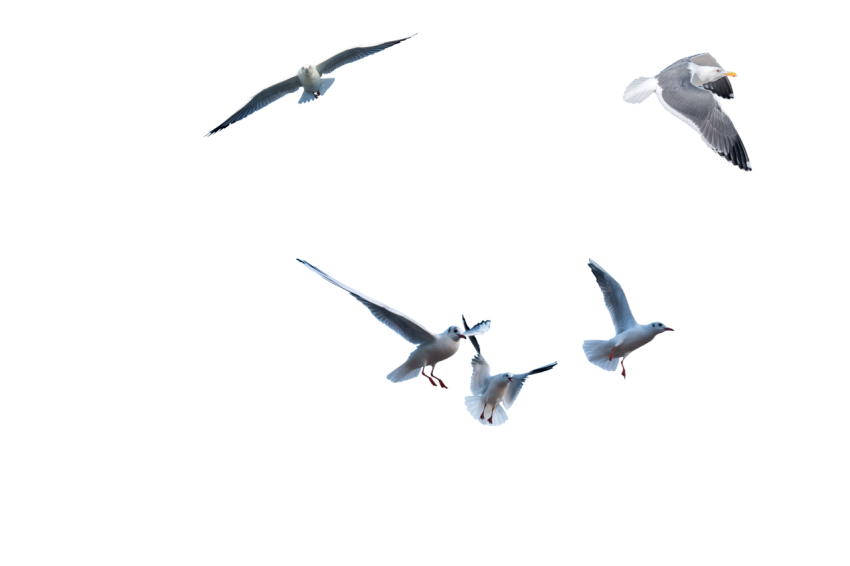 5 Seagull flying in the air transparent background png free download
