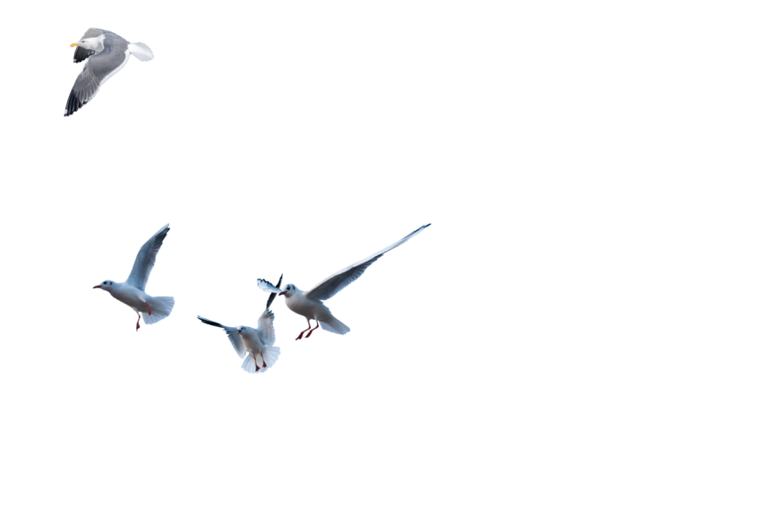3 flying Seagull with flying eagle transparent background png free download