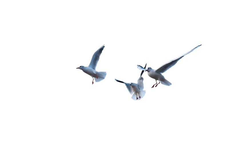 Realistic 3 Seagulls Flying in the air transparent background png free download