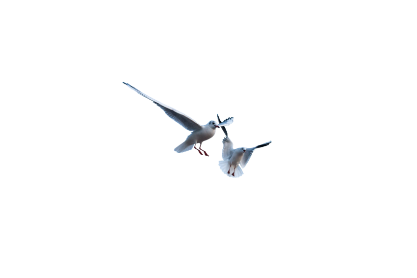2 Seagulls flying on transparent background png free download