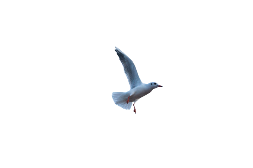 Real Seagull flying in the air transparent background png free download