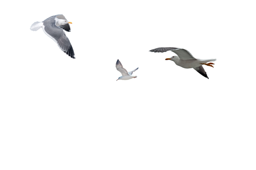 One Seagull with two eagle flying on transparent background png free download