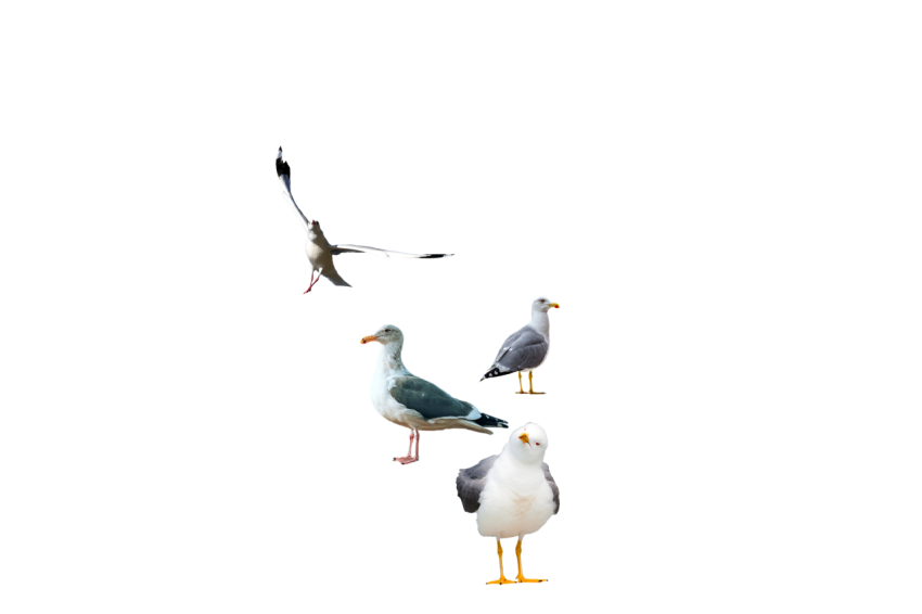 3 Seagulls sitting one seagull flying white and grey colour transparent background png free download