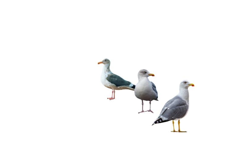 Realistic Three Seagulls sitting white and grey colours png free download transparent background