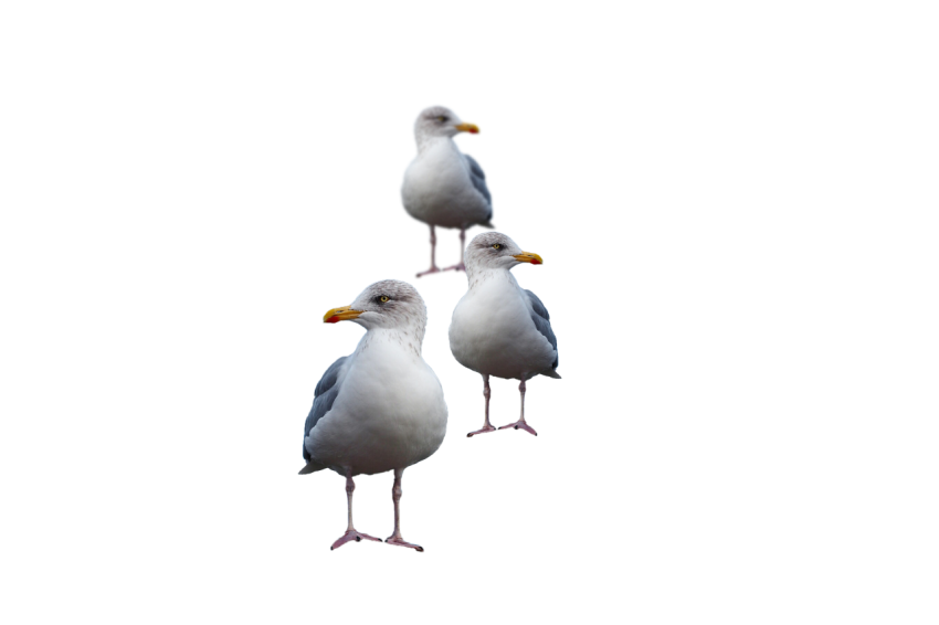 3 birds Seagulls sitting position white and grey colour png free download transparent background