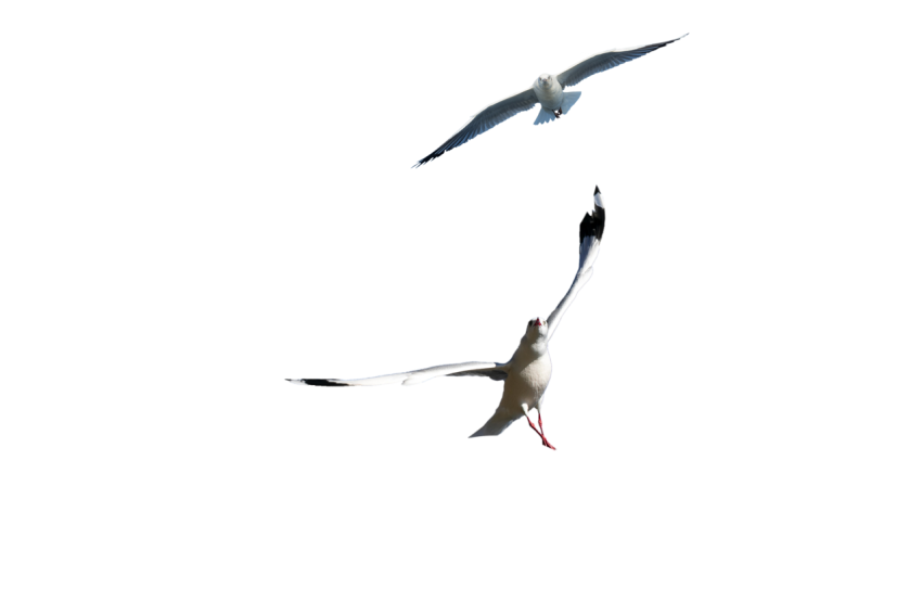 Flying Seagull white colour transparent background png free download