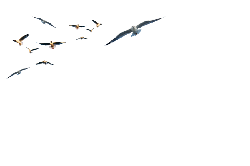 Transparent Seagulls flying in the air png free download
