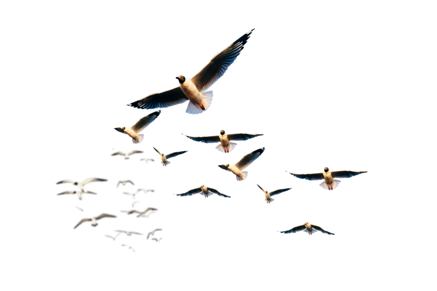Group Of Seagulls flying in the air transparent background png free download