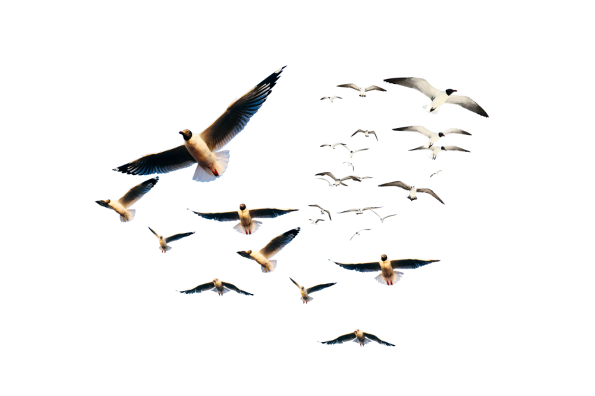 Lines of seagulls group flying in the air transparent background png free download