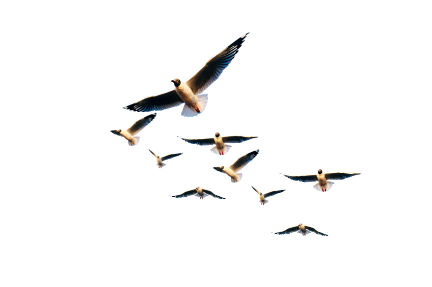 10 Seagull group flying in the air white and grey colour png free download transparent background, seagulls stock