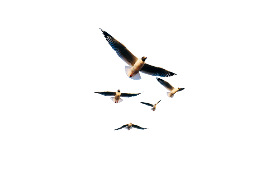 5 Seagulls flying grey colour in the air is isolated on transparent background png free download