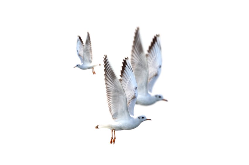 3 Seagulls flying in the air with open wings transparent background png free download