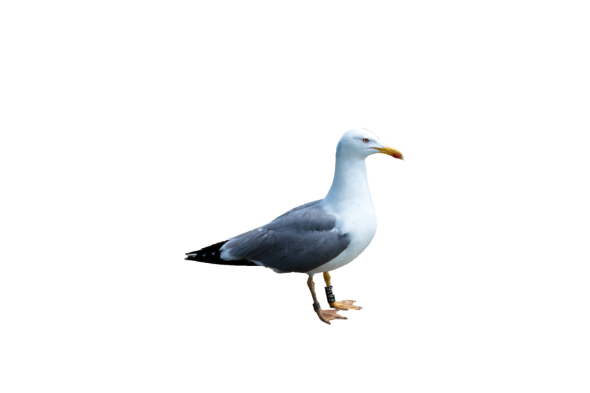 Realistic Seagull bird standing pose white and grey colour transparent background stock of seagull bird png free download